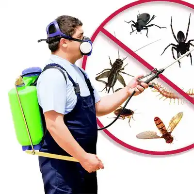 pest control Bevier